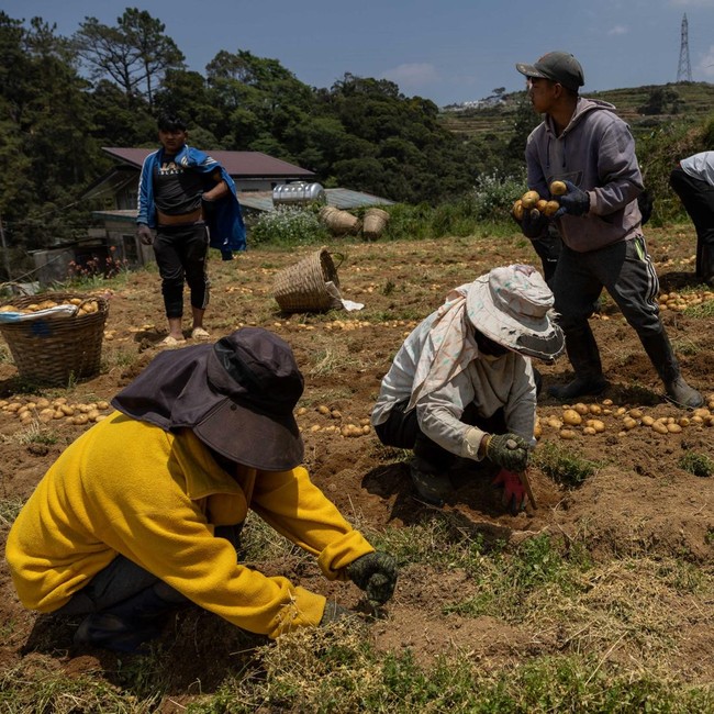 Harga Solar Naik, Petani Sayur Tertekan Biaya Distribusi