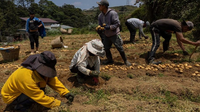 Kenaikan harga solar membuat petani sayur di Filipina utara merugi, sebagian memilih tidak memanen hasil karena biaya distribusi tinggi. REUTERS/Eloisa Lopez