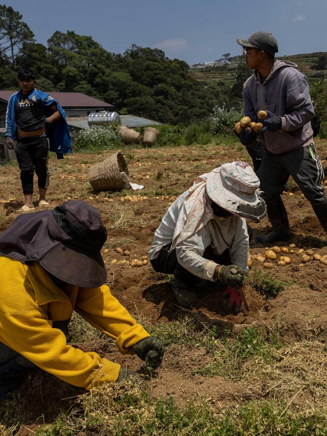 Harga Solar Naik, Petani Sayur Tertekan Biaya Distribusi
