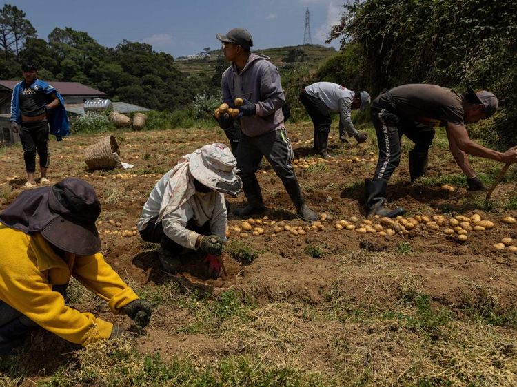 Harga Solar Naik, Petani Sayur Tertekan Biaya Distribusi
