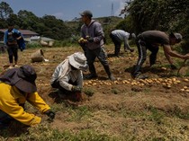 Harga Solar Naik, Petani Sayur Tertekan Biaya Distribusi