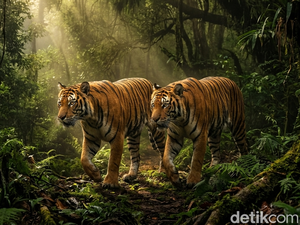 2 Kerbau Warga di Taput Dimangsa Harimau, Tersisa Kaki dan Isi Perut