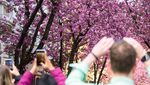 Kota Bonn Jadi Negeri Sakura, Pink di Mana-mana
