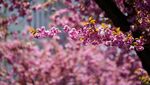 Kota Bonn Jadi Negeri Sakura, Pink di Mana-mana