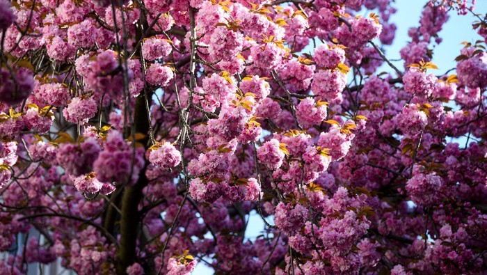 Pink cherry blossom trees at Cherry Blossom Avenue in downtown Bonn, Germany, April 6, 2026. REUTERS/Jana Rodenbusch       TPX IMAGES OF THE DAY