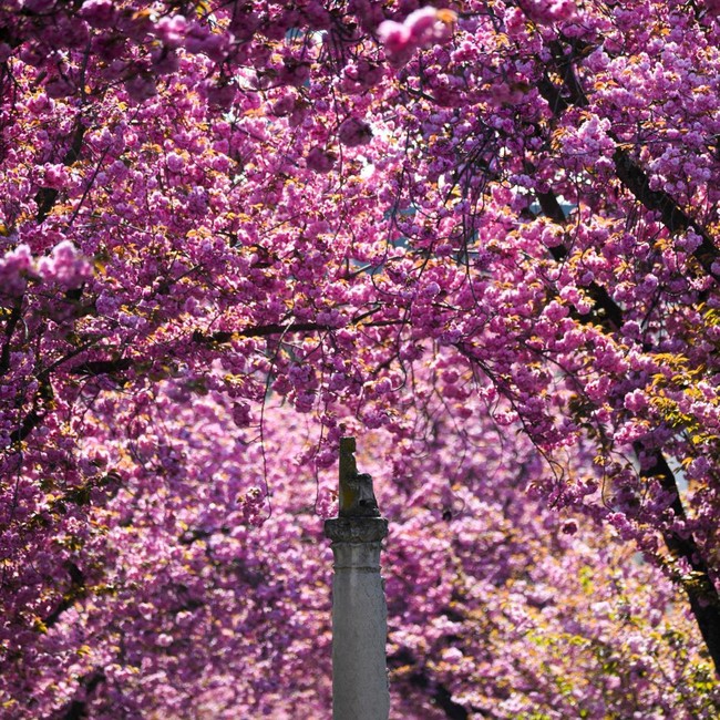 Kota Bonn Jadi Negeri Sakura, Pink di Mana-mana