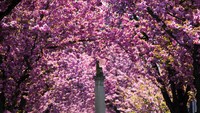 Kota Bonn Jadi Negeri Sakura, Pink di Mana-mana