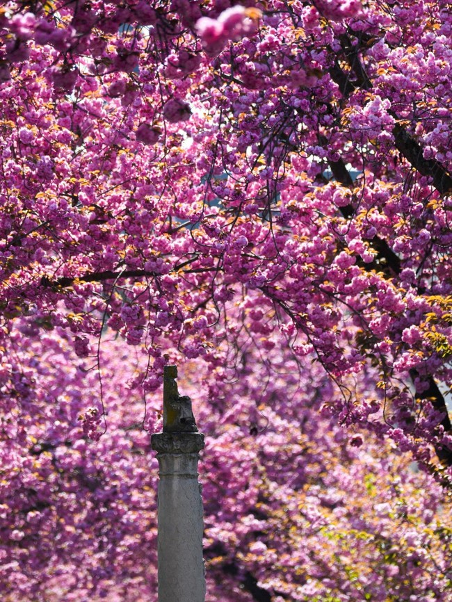 Kota Bonn Jadi Negeri Sakura, Pink di Mana-mana