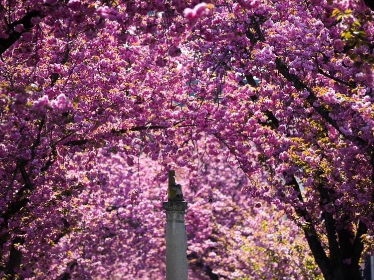 Kota Bonn Jadi Negeri Sakura, Pink di Mana-mana