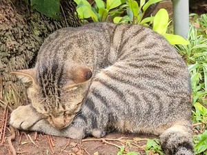 Video: POV Nyari Dodit Kucing Gembrot yang Viral di Mega Kuningan