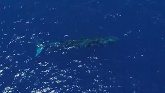 Viral Paus Biru 20 Meter Muncul di Laut Gorontalo