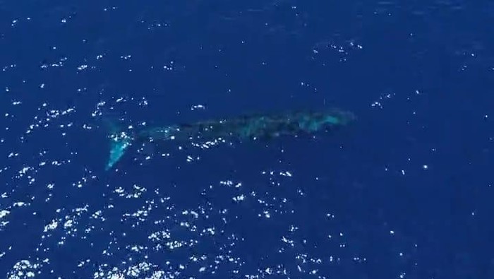 Paus biru muncur di perairan Gorontalo.