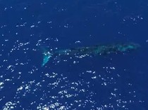 Heboh Paus Biru 20 Meter yang Terancam Punah Muncul di Laut Bone Bolango
