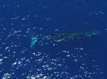 Viral Paus Biru 20 Meter Muncul di Laut Gorontalo