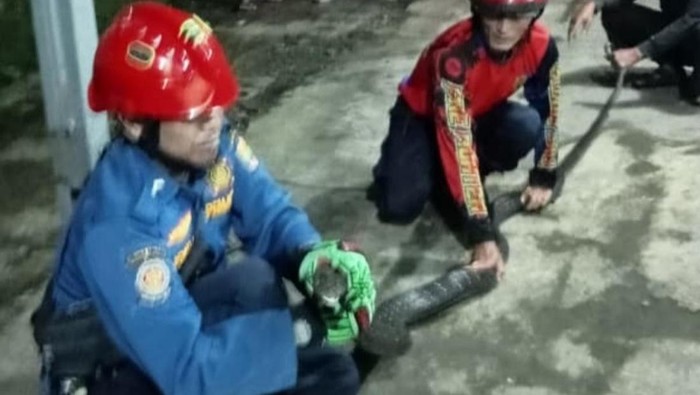 Petugas Damkar Ciamis berhasil menangkap king kobra dengan panjang kurang lebih 3,5 meter.