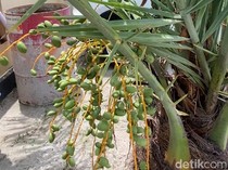 Pohon Kurma Tumbuh Subur-Berbuah di Halaman Polsek KPN Parepare