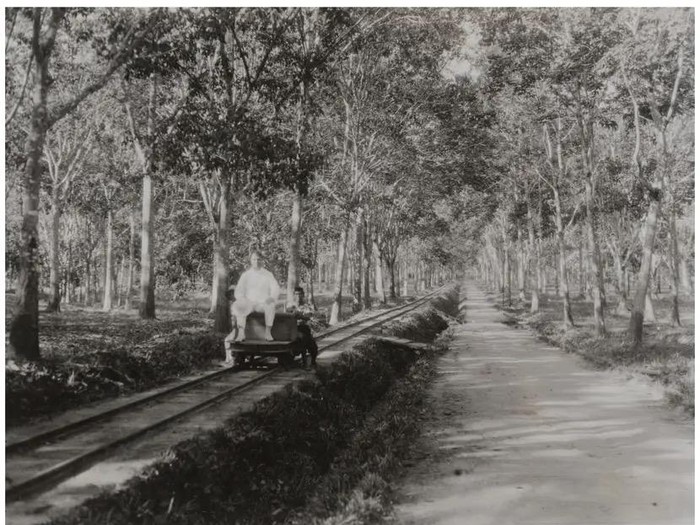 Potret perkebunan karet pada tahun 1928 (Foto: fecebook bangunan londo)
