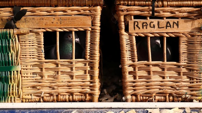 Pigeons are released by members of the Up North Combine to commence the start of pigeon racing season in Wetherby, Britain April 6, 2026. REUTERS/Lee Smith