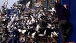 Ratusan Merpati Dilepas, Musim Balap Dimulai