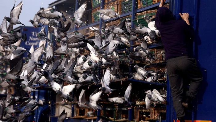 Pigeons are released by members of the Up North Combine to commence the start of pigeon racing season in Wetherby, Britain April 6, 2026. REUTERS/Lee Smith
