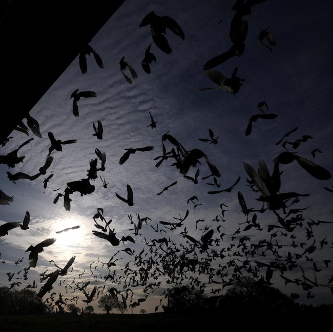 Ratusan Merpati Dilepas, Musim Balap Dimulai