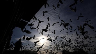 Ratusan Merpati Dilepas, Musim Balap Dimulai