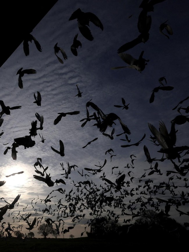 Ratusan Merpati Dilepas, Musim Balap Dimulai