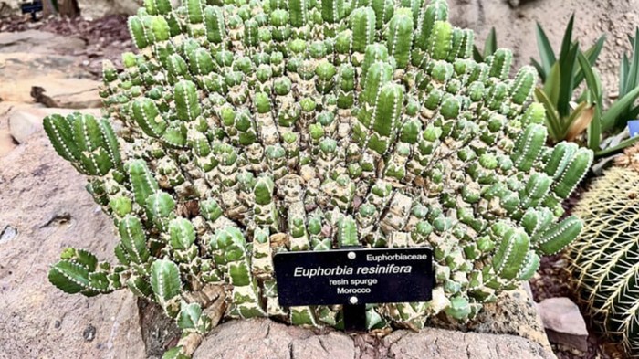 Tanaman terpedas di dunia