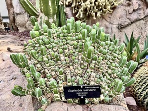 Bukan Cabai! Ini Tanaman dengan Kepedasan Paling Gila di Dunia