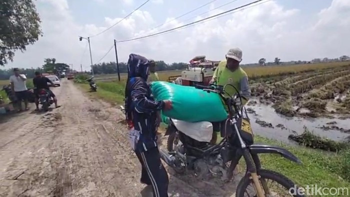 Tukang ojek gabah di Nganjuk.