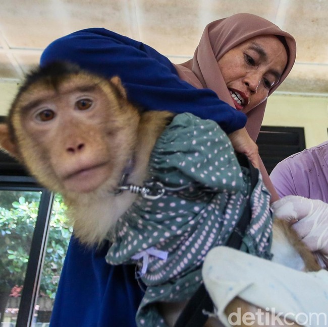 Vaksinasi Rabies Gratis Diserbu Pemilik Hewan