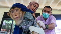 Pemerintah Provinsi DKI Jakarta menargetkan puluhan ribu hewan mendapatkan vaksin rabies secara gratis sepanjang tahun 2026.