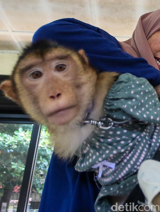 Vaksinasi Rabies Gratis Diserbu Pemilik Hewan