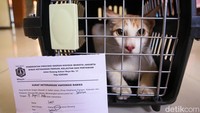 Kegiatan ini merupakan bagian dari upaya pencegahan penyebaran rabies pada hewan peliharaan di wilayah Jakarta Selatan.