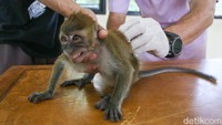 Petugas dari Suku Dinas Ketahanan Pangan, Kelautan, dan Pertanian setempat melayani vaksinasi bagi hewan milik warga.