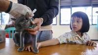 Program ini menyasar hewan penular rabies seperti kucing, anjing, monyet, dan musang.