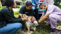 Langkah ini dilakukan untuk menjaga kesehatan hewan sekaligus melindungi masyarakat dari risiko penularan penyakit rabies.