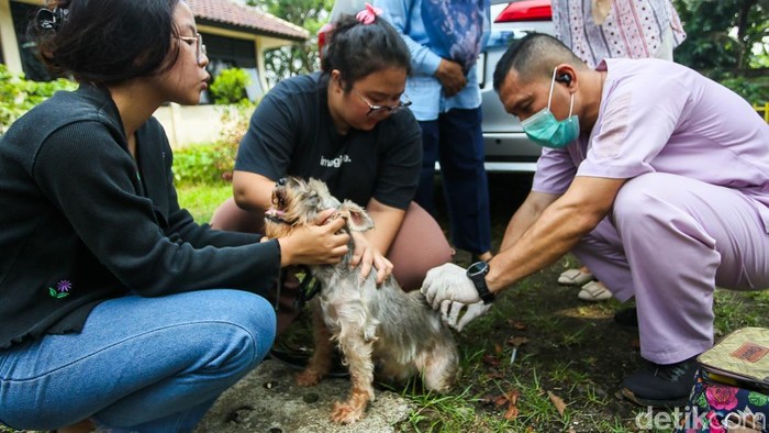 Petugas menyuntikkan vaksin rabies pada seekor kucing peliharaan di Gedung SKKT Pesanggrahan, Jakarta, Selasa (7/4/2026). Kegiatan ini merupakan bagian dari upaya pencegahan penyebaran rabies pada hewan peliharaan di wilayah Jakarta Selatan.