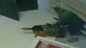 Video: Kejam! Anjing Militer Israel Serang Jemaah Masjid di Tepi Barat