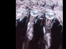 BGN soal Viral Pengadaan Motor: Cuma untuk Kepala SPPG, Belum Dibagikan