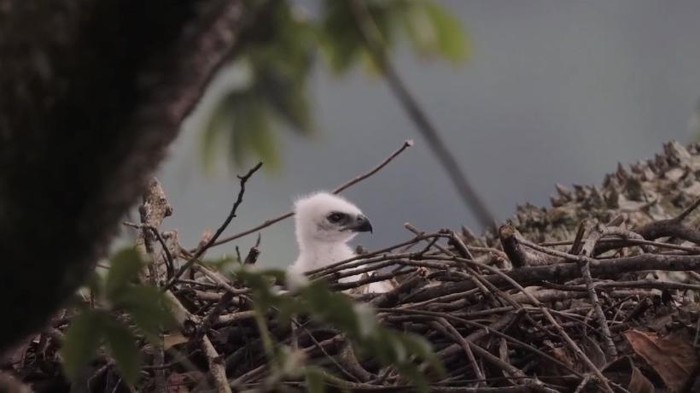 Anak burung Elang Jawa diberi nama Garda Nusantara