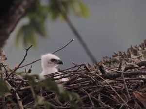 Garda Nusantara, Elang Jawa Warga Baru di Gunung Halimun Salak