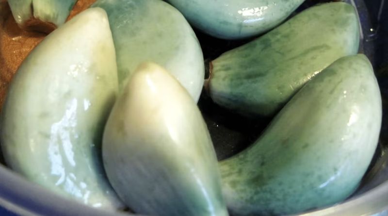Bawang putih warnanya berubah jadi kebiruan