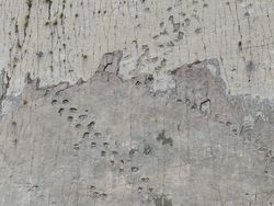 Bolivia Perkuat Perlindungan Situs Jejak Dinosaurus Cal Orcko