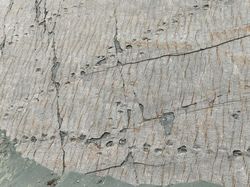 Bolivia Perkuat Perlindungan Situs Jejak Dinosaurus Cal Orcko