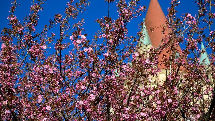 A cherry tree is in full blossom in front of St. Francis of Assisi Church (also known as Mexico Church) in Vienna, Austria, April 7, 2026. REUTERS/Elisabeth Mandl
