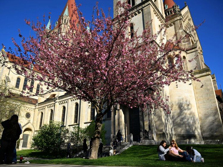 Keindahan Sakura Percantik Lanskap Kota Wina
