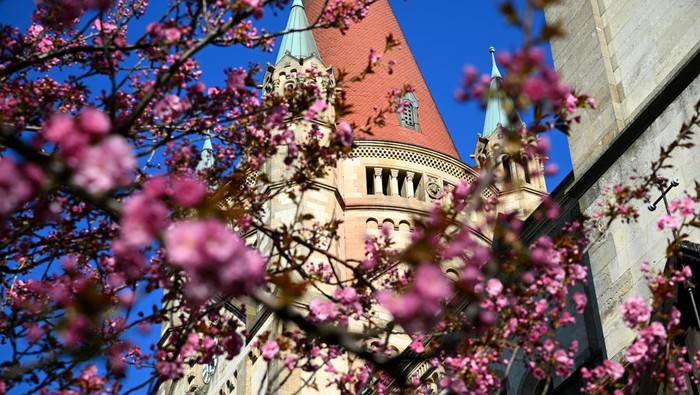 A cherry tree is in full blossom in front of St. Francis of Assisi Church (also known as Mexico Church) in Vienna, Austria, April 7, 2026. REUTERS/Elisabeth Mandl