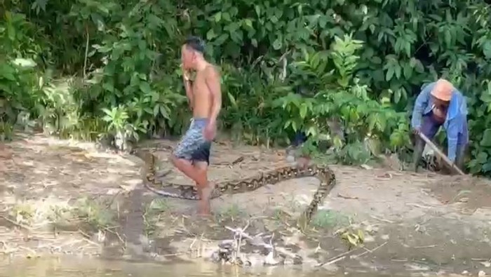 Seorang petani di Parepare diserang ular piton 6 meter saat membersihkan kebun. Teman korban berhasil menangkap dan membunuh ular tersebut.