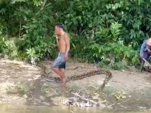 Petani di Parepare Diterkam Ular Piton 6 Meter Saat Bersihkan Kebun